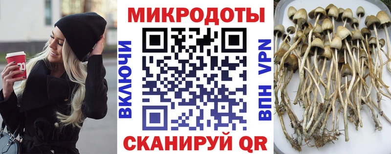 Галлюциногенные грибы Psilocybine cubensis  Купить где  Спас-Деменск 